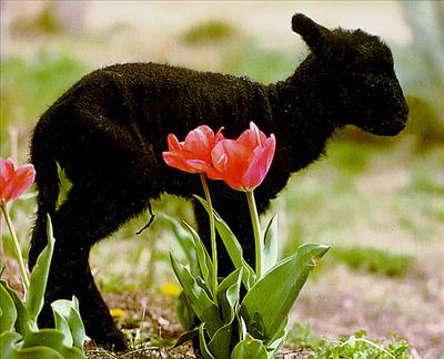 Lamb