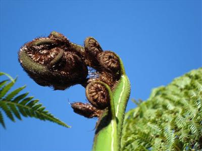 Fern Koru