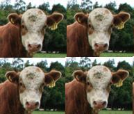 Have a Quadruple Moo-tastic Day!