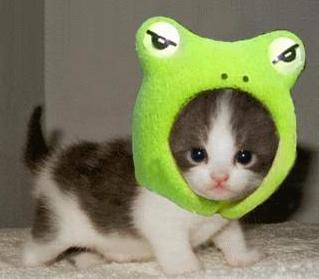 Super Cute Frog-Kitten