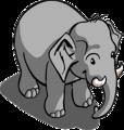 Baby elephant