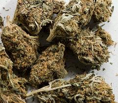 ganja