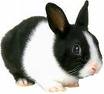 RANDOM RABBIT!!!