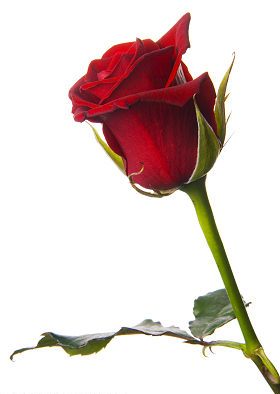 fleurs rouges