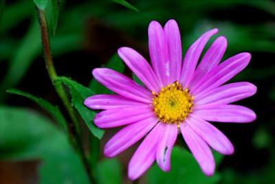 fleurs violettes