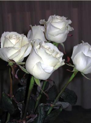fleurs blanches
