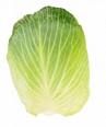 Cabbage