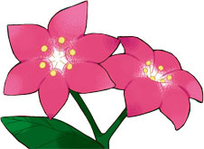 fleur de gracidée