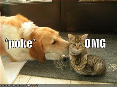 poke her face poke