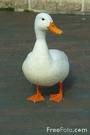 Pet duck