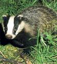 Badger