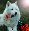 Cute love