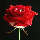 Sweet Rose