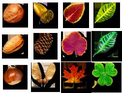 Leafs