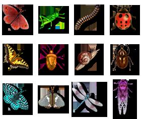 insects