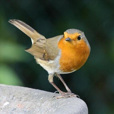Bird