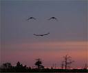 bird smiley
