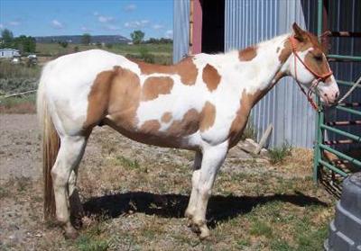 Horse