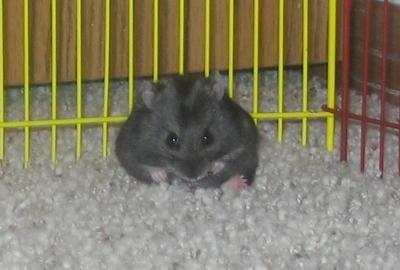 Hamster