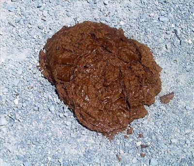 Cow Patty