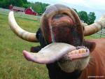 Cow Tipping Award