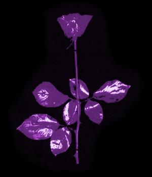 \"Violator Rose (Purple)\"