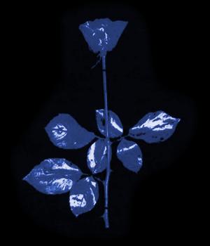 \"Violator Rose (Blue)\"