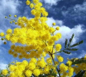 Le Mimosa
