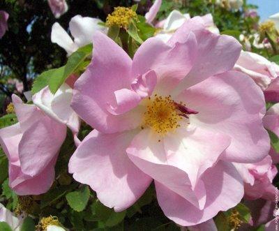 L'Eglantine