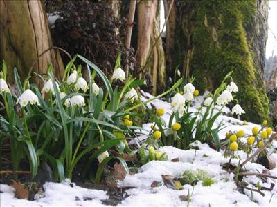 Le Perce-Neige