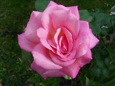 Rose rose