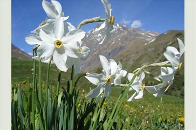 Le Narcisse