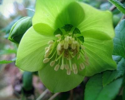 Hellebore