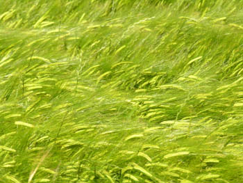 le blé