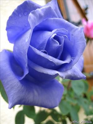 Rose bleue