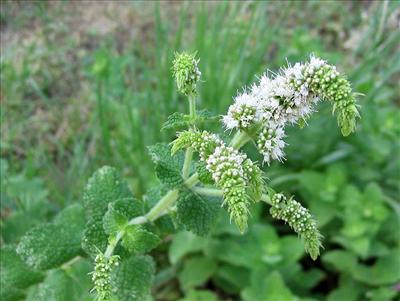 Menthe verte