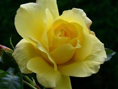Rose jaune
