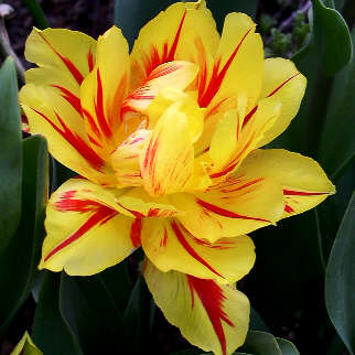 Tulipe double