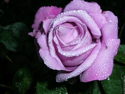 Rose violette