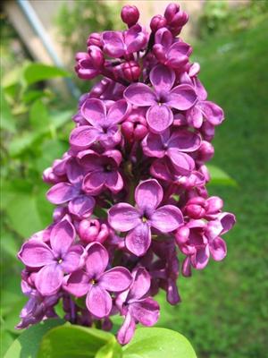 Lilas
