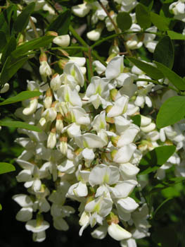 Accacia