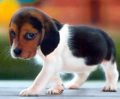 Beagle Puppy