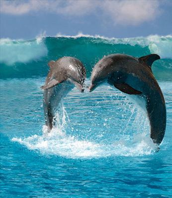 dolphins