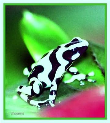 frog