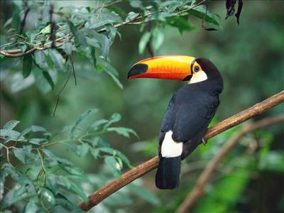 toucan