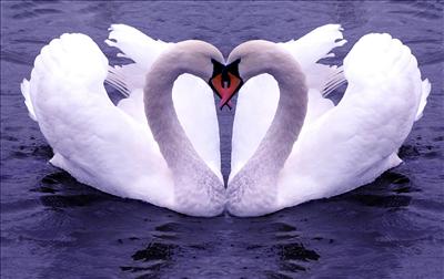 swans