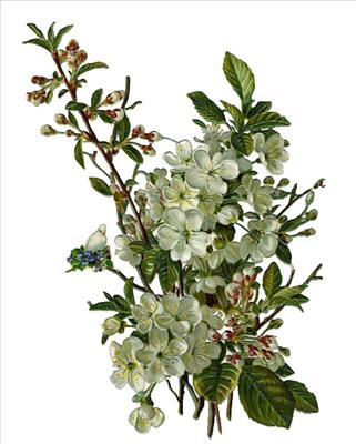 White Flowers