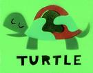 Cute Turtle