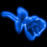 black and blue rose