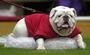 georgia dawg
